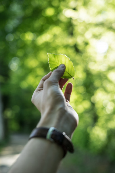 Hand holding a leaf against a blurry background with trees